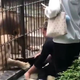 Grozljiv incident: levinja je zgrabila deklico, ki jo je poskušala hraniti #video