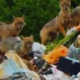 Srhljiv prizor s Pelješca: "Ko "živali" strežejo hrano živalim" #video