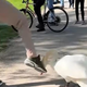 Sprehajalec v ljubljanskem Tivoliju brcnil laboda