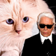 Karl Lagerfeld svoji mački zapustil milijone, a ta ni prejela niti centa