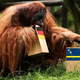 Nemci v precepu: slon izbral Nemčijo, orangutan pa Curacao!