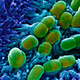 Umetna inteligenca našla nove antibiotike