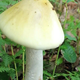 Smrtonosna lepotica