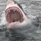 Posnetek, ki ledeni kri v žilah: plavuti rezale vodo, nato je zver izplavala (VIDEO)