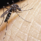 Tole ni videti dobro: nevarni virus je že na pragu Slovenije