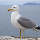 Komentar Lovra Kastelica: Med galebi