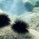 Smo lahko alergični na morskega ježa
