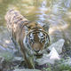 Saj ni res, pa je: ribiče v morju presenetil sibirski tiger