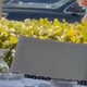 Širi se domnevni posnetek Vučića s Floride: kdo je ženska, ki ga poljublja (VIDEO)
