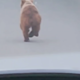 Bralec pokazal bližnje srečanje z medvedom (FOTO in VIDEO)