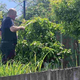 Zmago Jelinčič se na vrtu pred svojo vilo takole bori s škodljivci (FOTO)