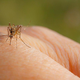 V naši bližini nevarni virus, ki ga prenašajo komarji. Na Nijz povedali, kako je z njim pri nas