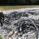 Kralji bakra pustošijo po Bohinju: »Vse je strupeno, nihče jim nič ne more« (FOTO)