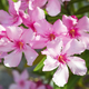 Oleander uspeva tudi na celini