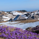 Vijolični čudež narave! Ne le na Veliki planini, preproge žafranov so tudi drugod pri nas (FOTO)