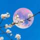 Prihaja cvetna polna luna: najbolj bo vplivala na te tri astrološke znake