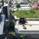 Neznanec na nagrobnik z verigo privezal petmesečno psičko (FOTO)