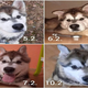 GANLJIVO: Kužka, ki je prestal 240 kilometrsko pot, rešili pomurski veterinarji