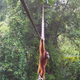 Kamere kritično ogroženega orangutana prvič ujele pri tem podvigu (foto)