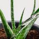 Aloe vera: zalivate jo preveč (in to jo ubija)