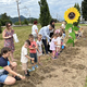 Sončnice bodo razveseljevale čebele in potnike na vlakih tudi v Medvodah
