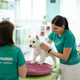 (FOTO) Težka naloga: prepričati veterinarsko stroko, da so fizioterapevtske metode učinkovite