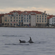 V Sredozemlju so kiti in delfini ogroženi