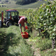 (KOMENTAR) Vinogradnikom znova več