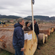 Kakovost lesa na licitaciji najboljša, a cene lesa padajo