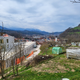 (FOTO) Na Ravnah na Koroškem najstarejše proso v Sloveniji
