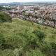 (PISMO BRALCA) Južno pobočje Piramide nad Mariborom se zarašča