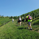 Svečinski Vinotour praznuje 15-letnico. Kaj se bo dogajalo?