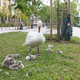 (FOTO) Prenova Lenta labodom poslabšala pogoje: "Če občina ne bo ukrepala, bo cirkus"