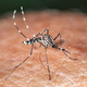 S potovanja prinesli virus, ki ga prenašajo komarji