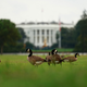 Ameriške bonitetne agencije: Trumpove carine bodo pokrile luknjo. Evropa opozarja, da so pristranske.