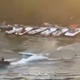 ŠOKANTEN NAPAD NA REKI: Pijani skuterist poskušal povoziti otroke in trenerja (VIDEO)