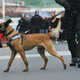 Nenavaden dogodek v zaporu: Službeni pes med preiskavo celic napadel pravosodnega policista