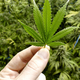 Marihuana – je res tako nedolžna, kot verjamemo?
