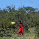Roji kobilic v Afriki, grozi lakota