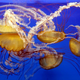 Fascinantna dejstva o meduzah