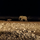 Življenje na robu - Narodni park Etoša, Namibija