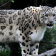 Zakaj pulover iz kašmirja ogroža snežne leoparde