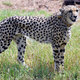 Gepardi bodo znova osvajali divjino Indije