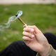 Izziv javnega zdravstva pri legalizaciji konoplje