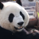 Kitajska Franciji podarila dve veliki pandi