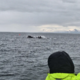 Lepota med valovi severa