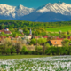 Pravo kraljestvo divjih belih narcis so Karpati