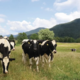 Za znamko Anton se skriva slovenska agroživilska veriga