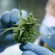 Konoplja v medicini in znanosti: velik potencial, a pomanjkanje raziskav