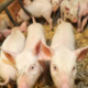 Na prašičji farmi niso odkrili nepravilnosti, na skritem posnetku pa